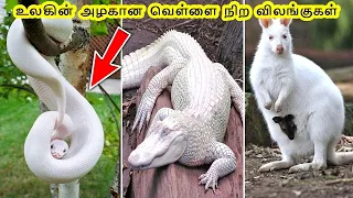 உலகின் அழகான வெள்ளை நிற விலங்குகள் | Beautiful White Animals in The World Tamil | VIKKY PICTURES