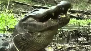 крокодил лопает черепаху