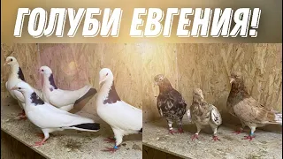 Бойные Голуби🕊 Голуби Евгения разной породы Бакинские Цурецкие…#бойныеголуби #pigeons #bird #animal