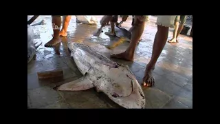 Wild Sharks of Lost Island | Wildlife Documentary