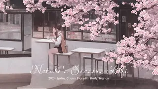Cherry Blossom Study Session🌸: Spring Café Lofi for Concentration