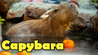 What is a Capybara?  -  Interesting Capybara Facts For Kids!