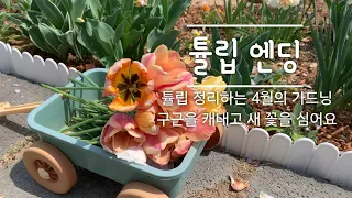 튤립 구근캐기 | 튤립 보관방법 | 대림원예종묘 식쇼핑 | 지금 심기 좋은 꽃 | 여름꽃 파종하기