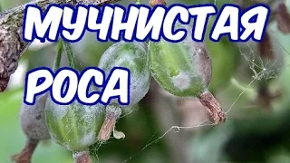 Мучнистая роса  (Методы борьбы и профилактика)