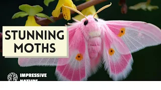 The Most Stunning Moths on Earth