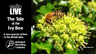 The Tale of the Ivy Bee: A New British Species