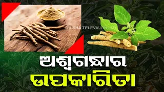 Know what are the benefits of Ashwagandha which helps in curing many diseases