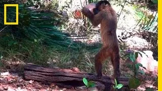 Monkeys Use Stones to Crack Open Nuts | On Assignment