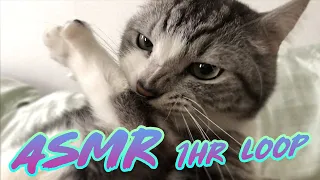 Cat Grooming ASMR with Bubbles 02 (1HR LOOP)