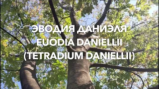 Эводия Даниэля | Evodia Danielii | ПчелоСад