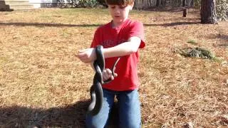 How to Catch a Black Racer (Non-Venomous) Snake