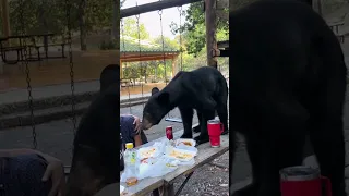 Watch: Mother shields son as a bear eats their picnic food inches away #Shorts