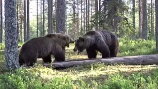 Медвежий этикет. Диалог хозяина с непрошенным гостем