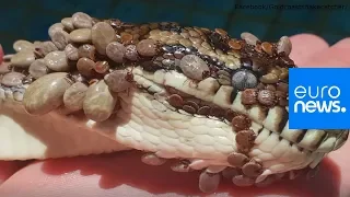 Watch: Python riddled with over 500 ticks found in Australian swimming pool