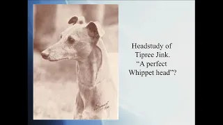 "100 Years of Whippet" for the UK Whippet Breed Council