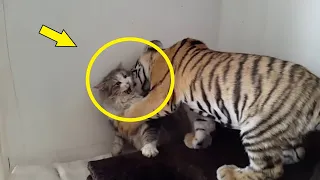 The cat raised the tiger cubs, and a few years later something terrible happened!