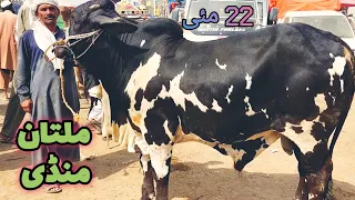 Multan Cow Mandi me Heavy Weight kubsuraat Bachryy || Qurbani 2021 || latest update on Saturday