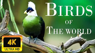 Birds Of The World 4K | Scenic Wildlife Film With Calming Music | Bird sounds (4K UHD Video)