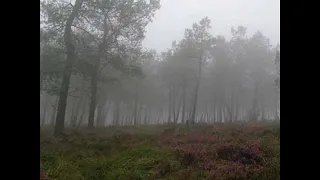 PROFONDO ROSSO / LA PROMENADE