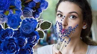 История лаванды в парфюмерии! Факты о лаванде в ароматах ♥ Anisia Beauty