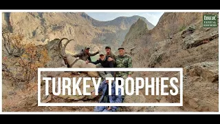 Trophies Bezoar Ibex from Turkey with Iberhunting