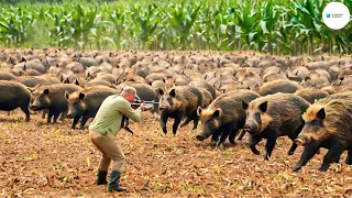 Cómo Se Enfrentan Los Cazadores Italianos A Los Jabalíes Que Invaden Los Campos ? | Agricultura