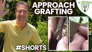 Grafting Fruit Trees – APPROACH METHOD