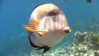 Schnorcheln in der Makadi Bay, beim Makadi Palace, Hurghada Ägypten