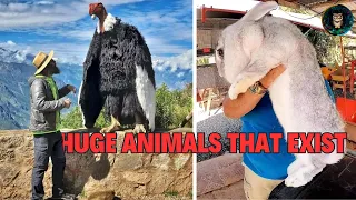 12 Surprisingly HUGE Animals That Actually Exist 😱 Giant Wonders