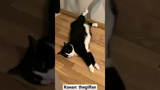 Потеряли котана 😹