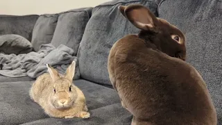 Cute and Adorable Rex and Netherland Dwarf Bunny Hanging Out on Couch | Cocoa and Cosmo