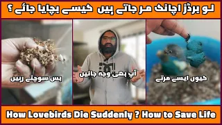 Why Lovebirds Die Suddenly | Reasons & Solutions | Breeding Season | @MirAvi