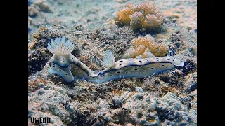 nudibranchs love is in the air or is it?