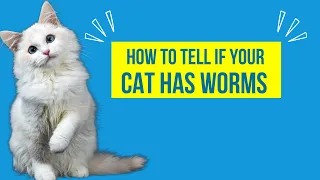 How to Tell if Your Cat Has Worms