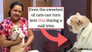 How to Trim the Nails of a "Difficult" Cat (Kitty Burrito Method)