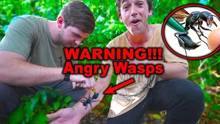 STUNG by a WARRIOR WASP! (W/Jacks world of Wildlife)