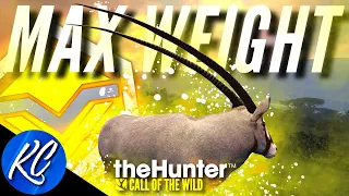 INSANELY RARE! My First MALE Diamond Gemsbok & it's MAX WEIGHT! | Call of the Wild