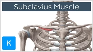 Subclavius Muscle - Origins & Function - Human Anatomy | Kenhub