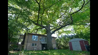 “If this tree could talk:” The fight to save a 300-year-old red oak in Toronto | Canadian Geographic