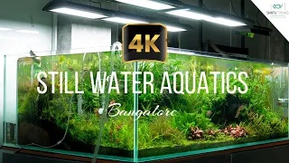ADA Gallery India | 4K Aquarium Relaxation Video | Still Water Aquatics, Bangalore