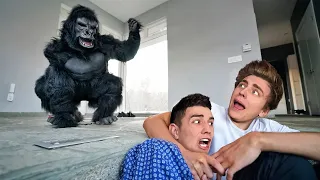 We were attacked by A MAD GORILLA !