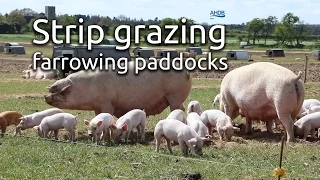 Strip grazing farrowing paddocks