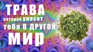 ВЫПЕЙ - ВЫПАДИ ИЗ РЕАЛЬНОСТИ