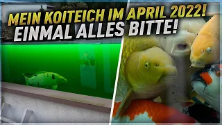 Mein 37.400 Liter Koiteich im April! Mit Parasitenproblem!