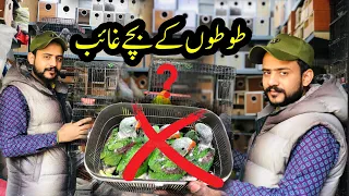 Kashmiri & ringneck parrot chicks prices | Alexander parrot chicks prices | birds market Rawalpindi