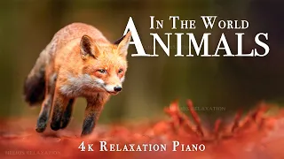 World 4K - Scenic Wildlife Film With Piano Calming Music, Study, Relaxing