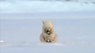 un phoque effraie accidentellement un bébé ours polaire