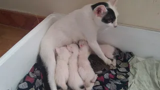 5 baby kittens are waiting for mother cat breast feeding - Mom, so long time to back with us