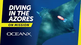 Free Diving in the Azores With Mysterious Devil Rays | On Mission
