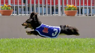 Wienerschnitzel Wiener Nationals 2023